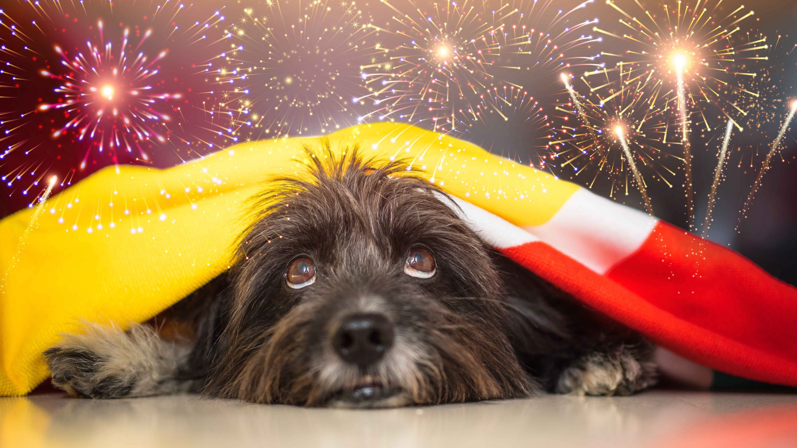 Cómo relajar a tu gato o perro durante las fiestas navideñas