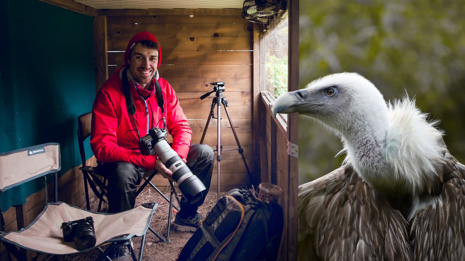 Fotografía de fauna salvaje para principiantes