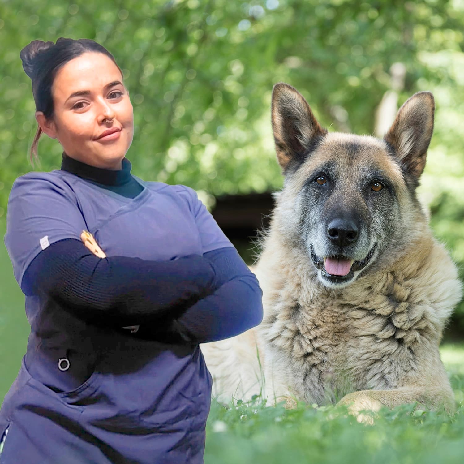 Guía completa para el cuidado del perro senior