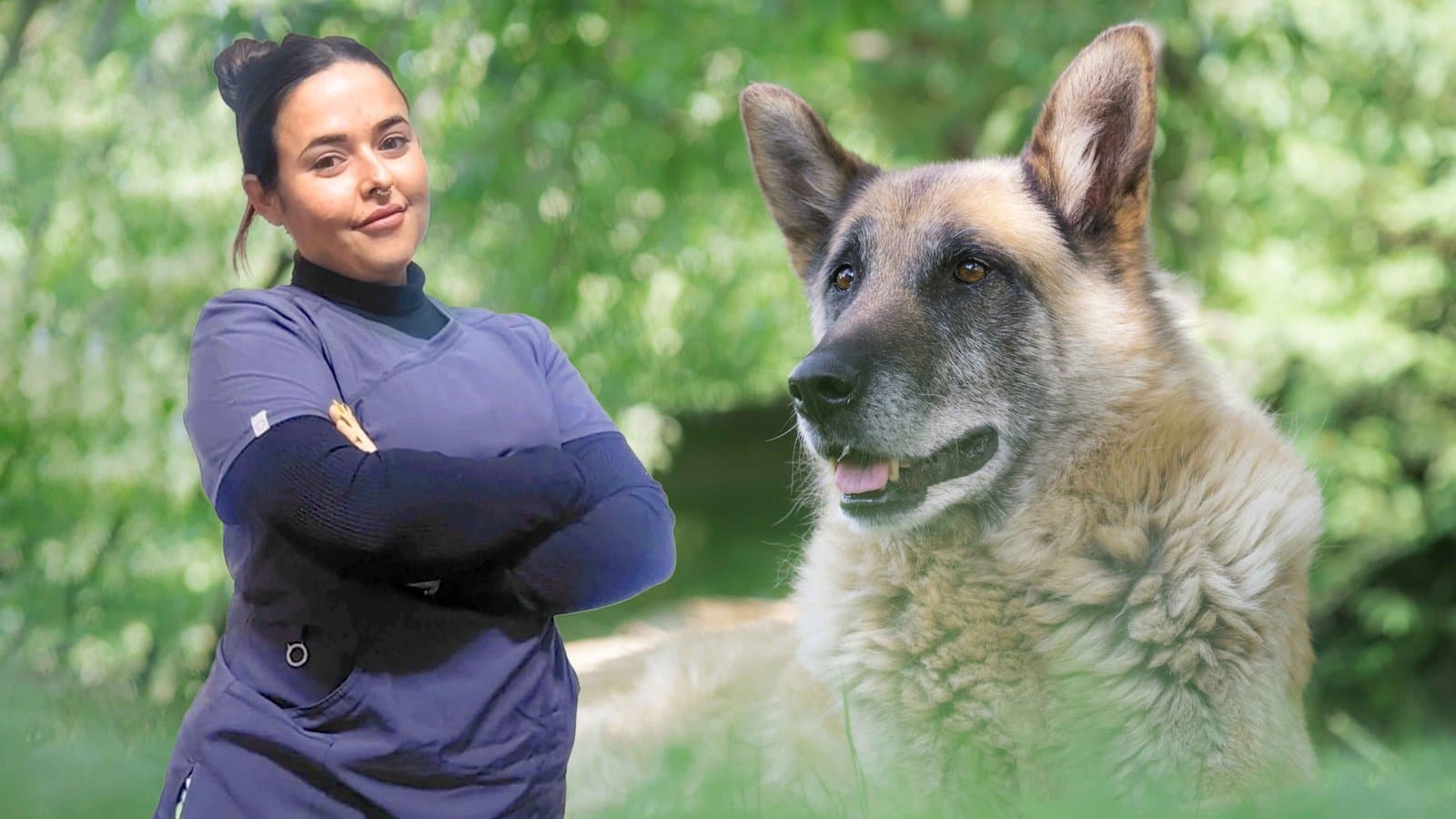 Guía completa para el cuidado del perro senior