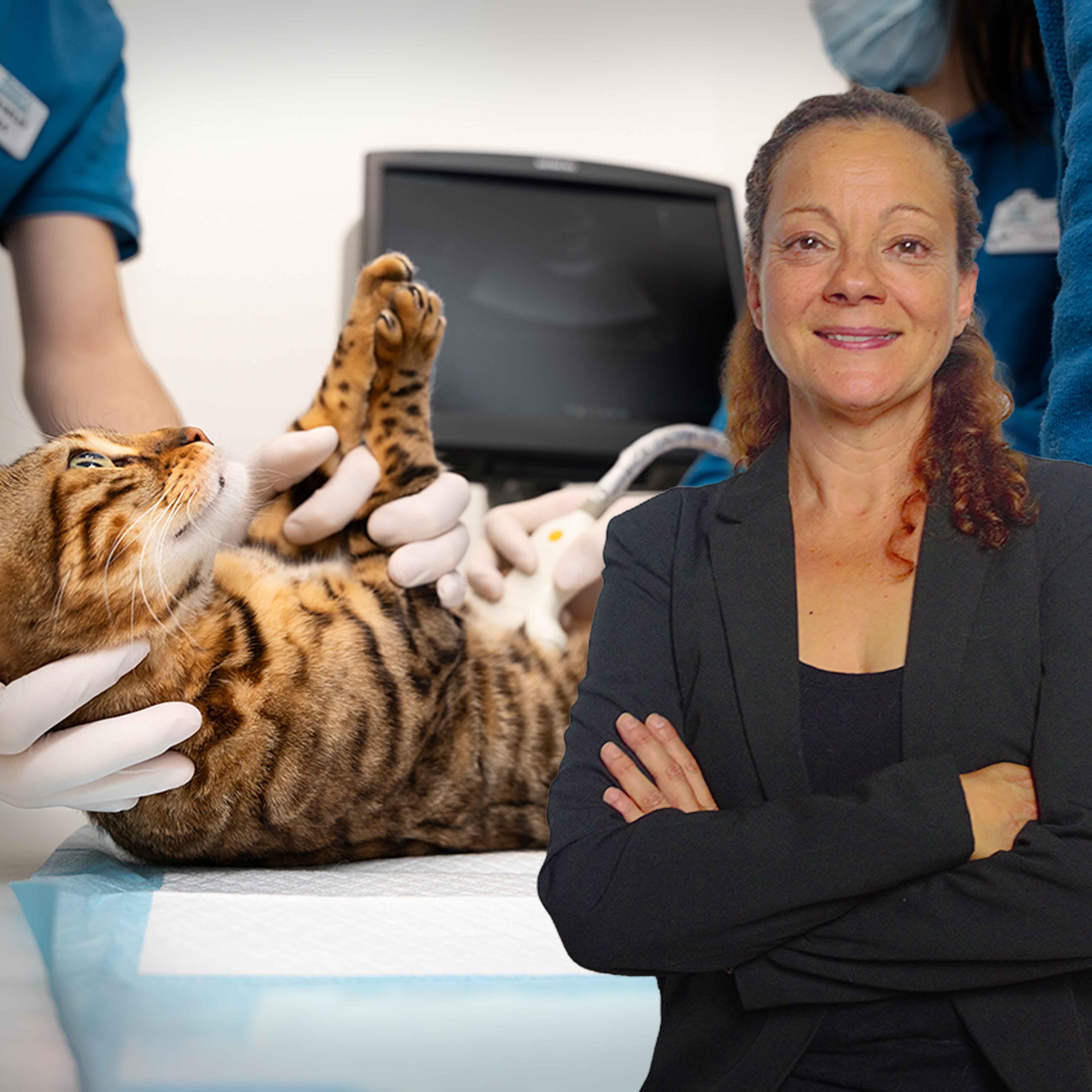 Medicina Felina. Problemas reproductivos en gatos