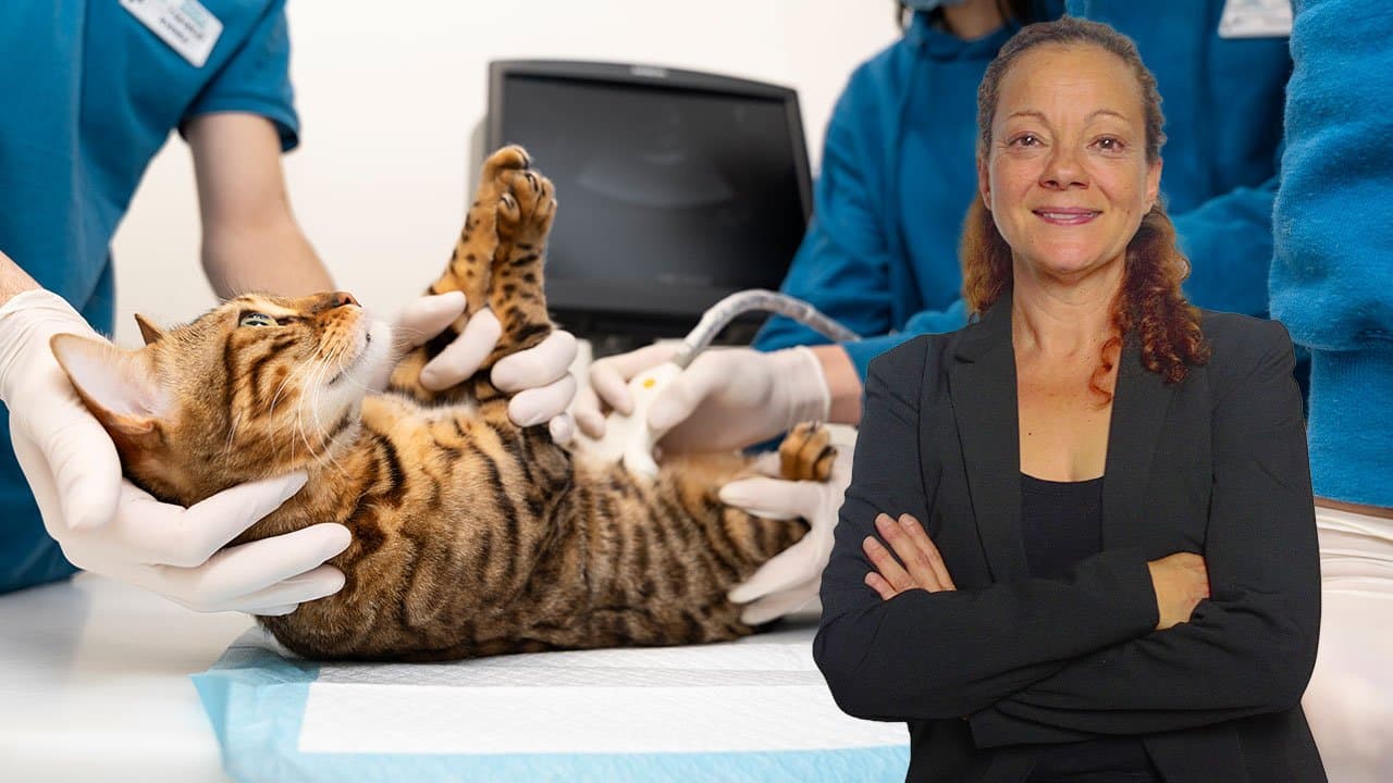 Medicina Felina. Problemas reproductivos en gatos
