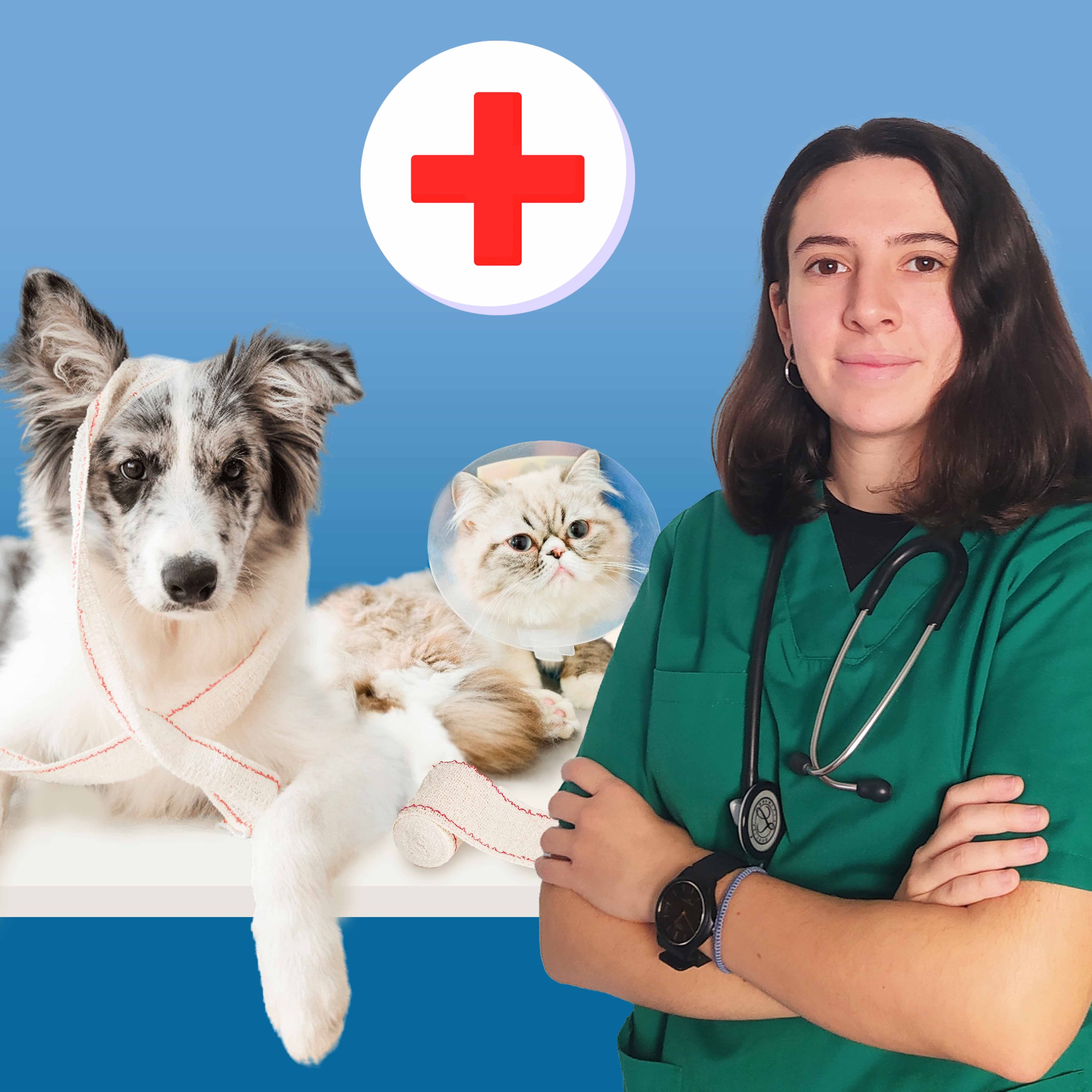 Primeros auxilios en perros y gatos