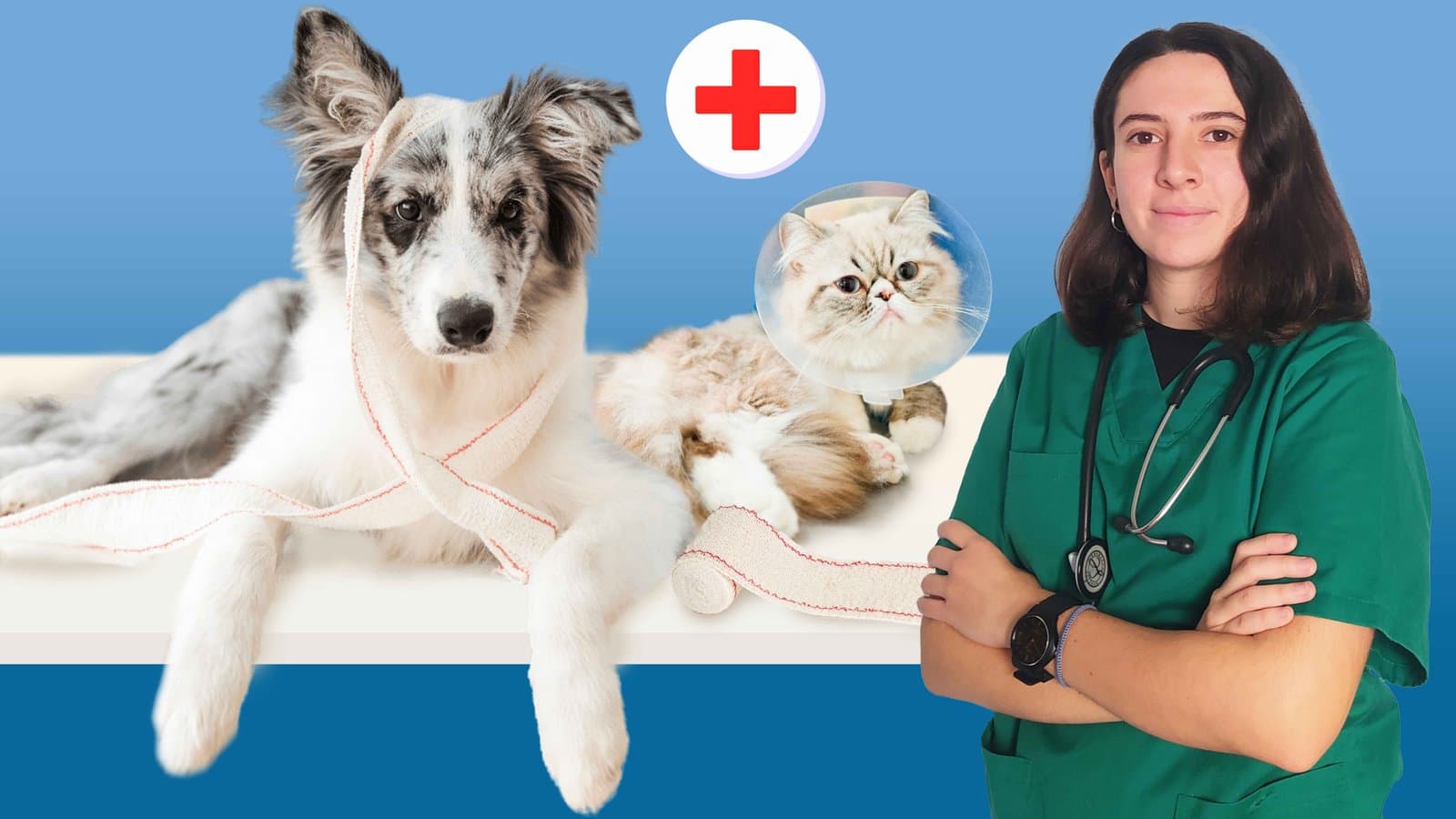 Primeros auxilios en perros y gatos