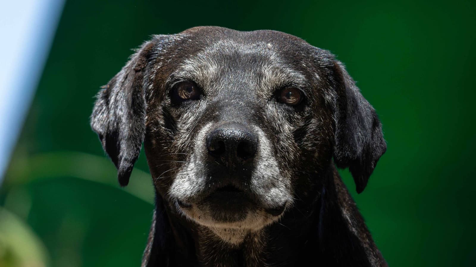 Cuanto más se mueva tu perro mayor, mejor le funcionará la cabeza