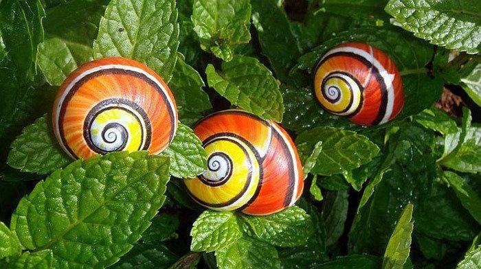 5 animales raros e increíbles en peligro de extinción