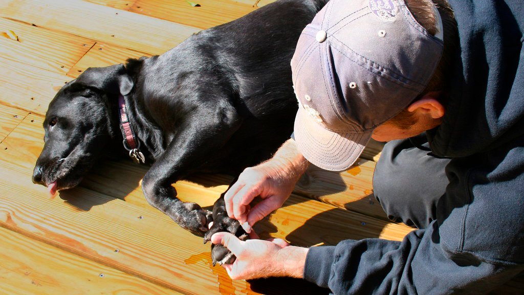 Cómo curar heridas superficiales en perros y gatos