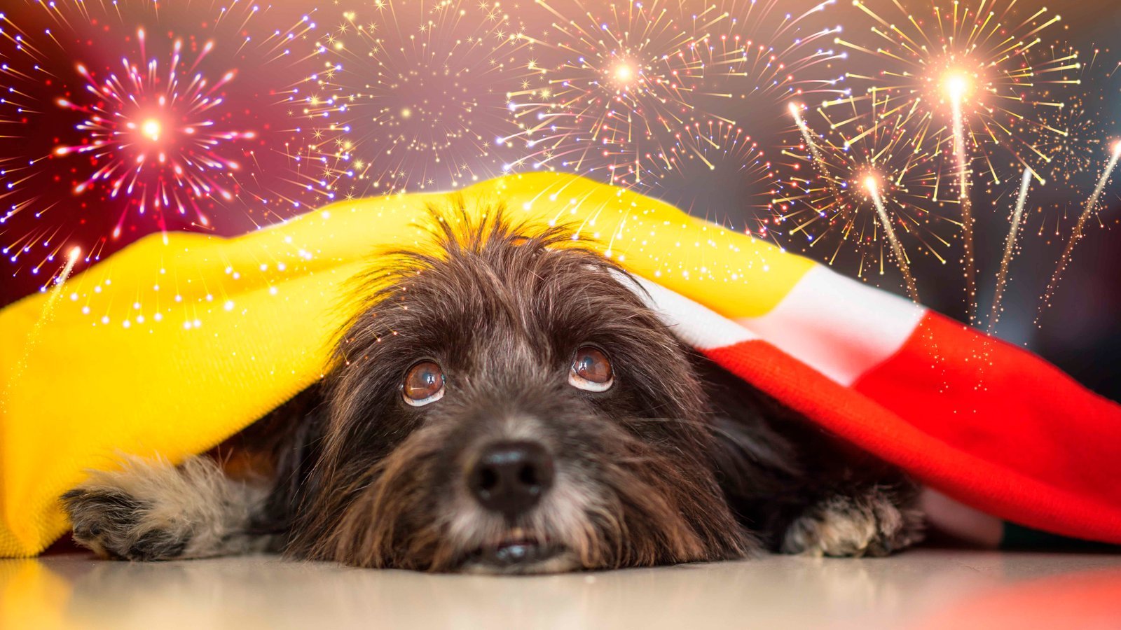 Cómo relajar a tu gato o perro durante las fiestas navideñas