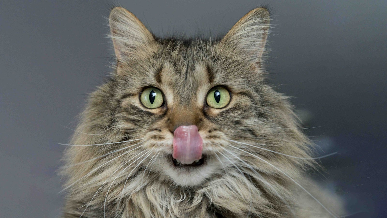 Comunicación felina ¿Cómo hablan nuestros gatos?