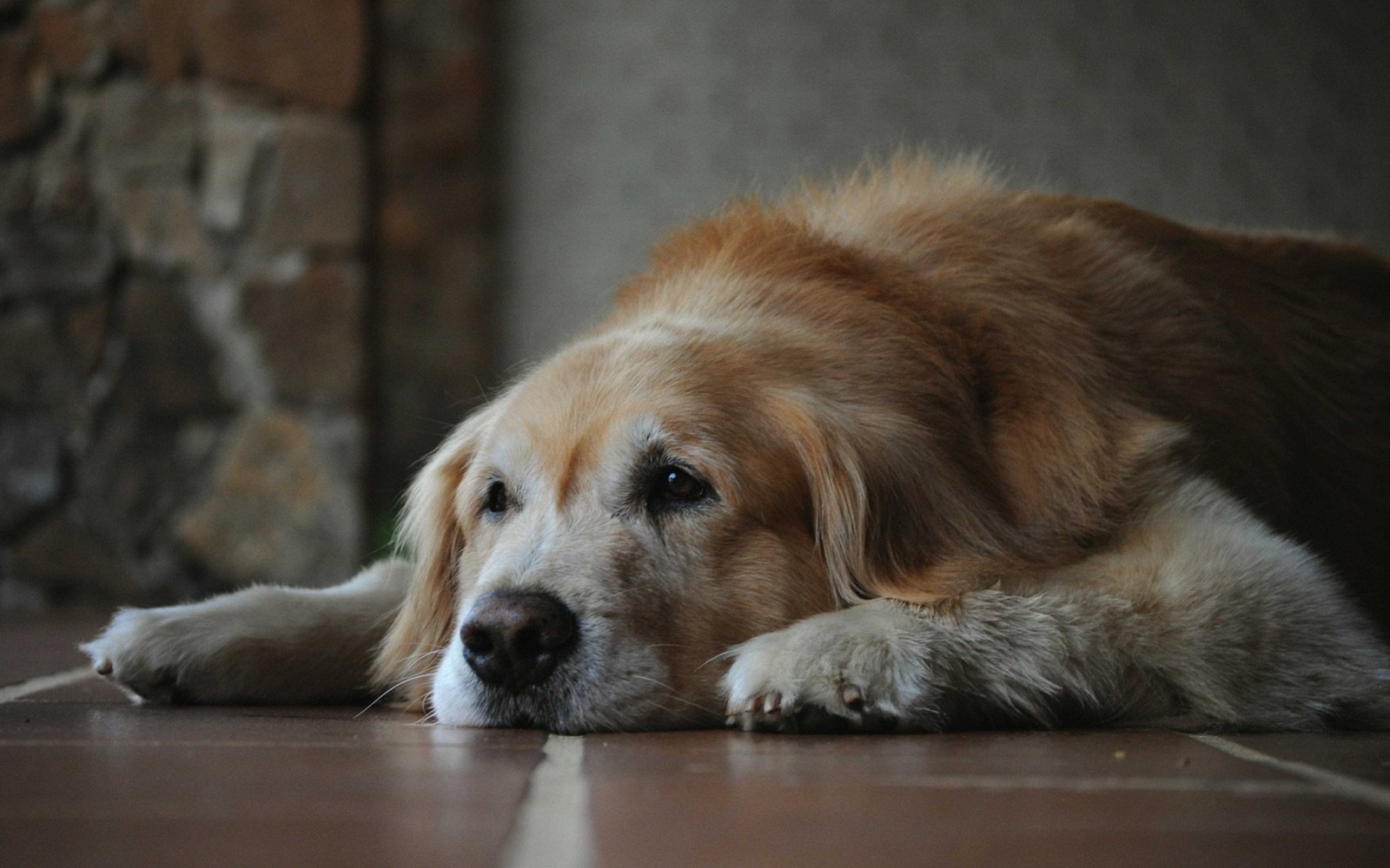Golden retriever mayor tumbado en el suelo con la cabeza apoyada y mirada tranquila