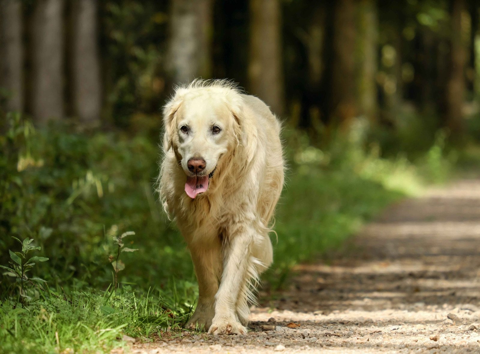 Golden retriever mayor de pelo claro paseando por un camino del bosque