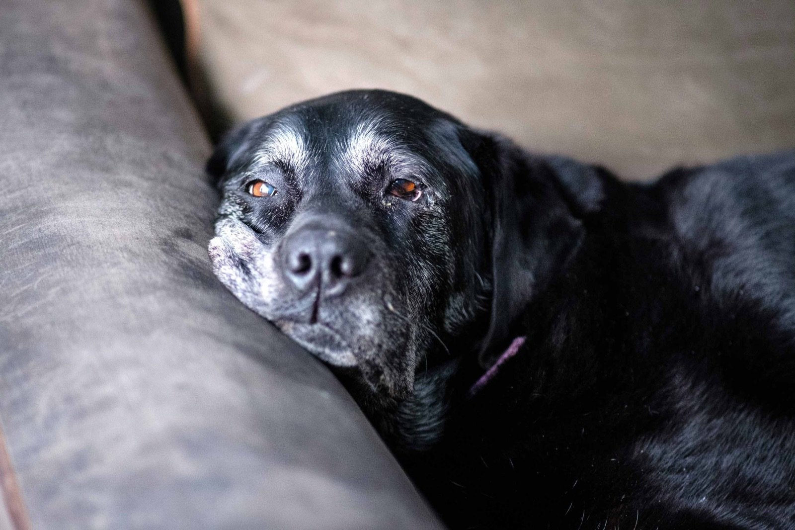 Perro negro mayor con el hocico canoso descansando en el sofá