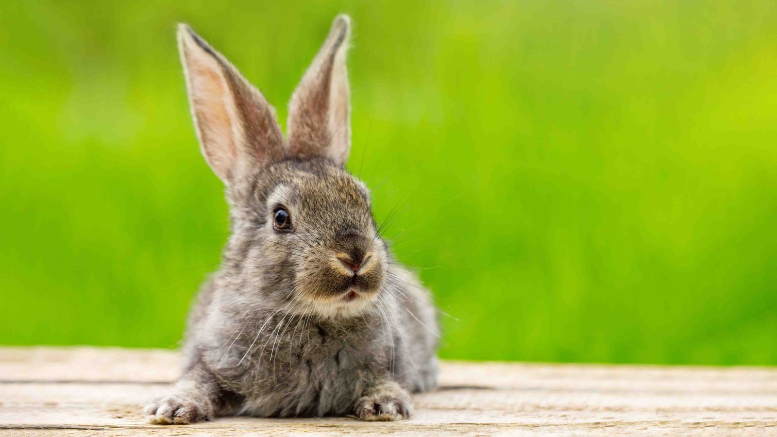 Curiosidades y datos interesantes sobre los conejos