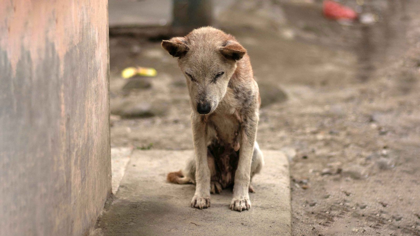 En España se abandonan 785 animales cada día