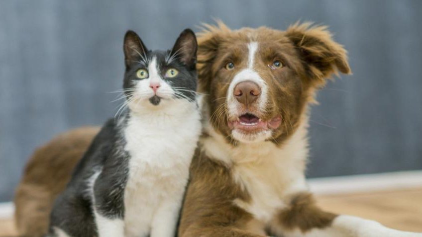 La nueva ley de protección animal en España