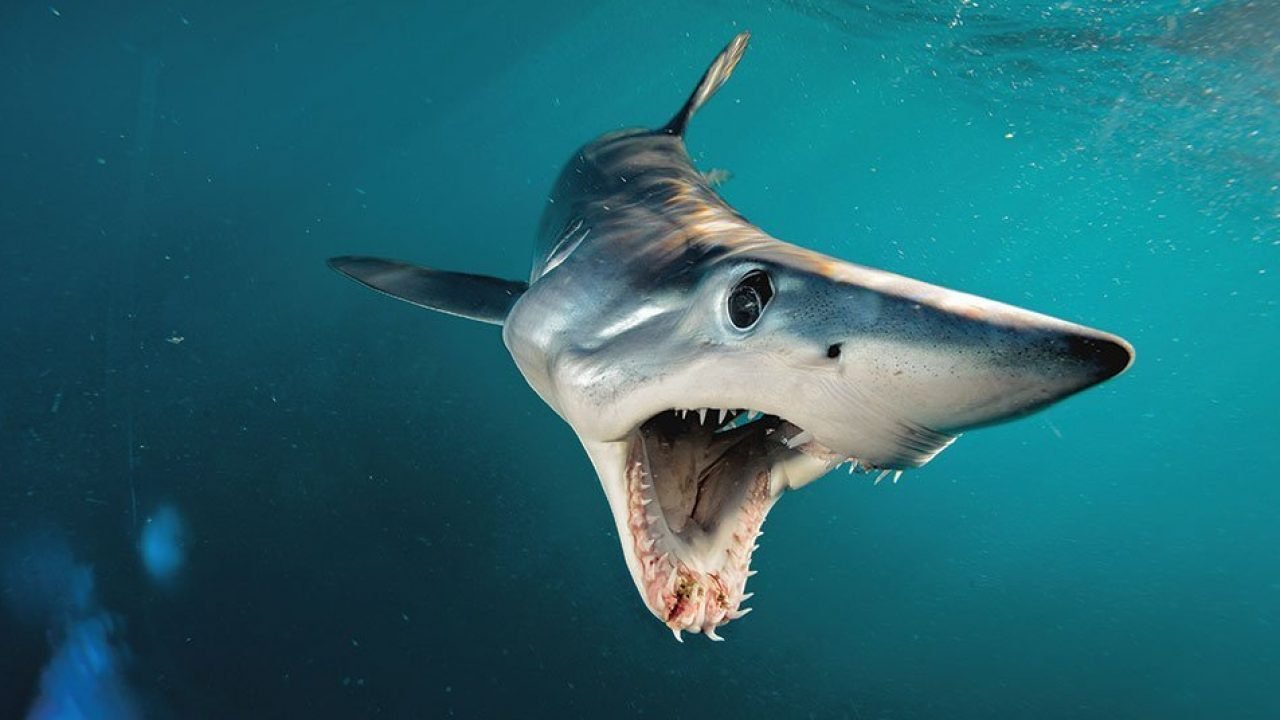 Los animales más peligrosos hallados en aguas españolas