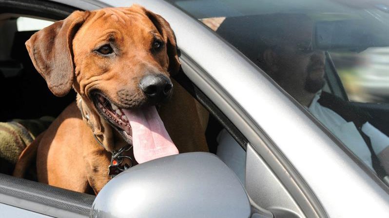 NO se puede llevar suelto a ningún animal en el coche