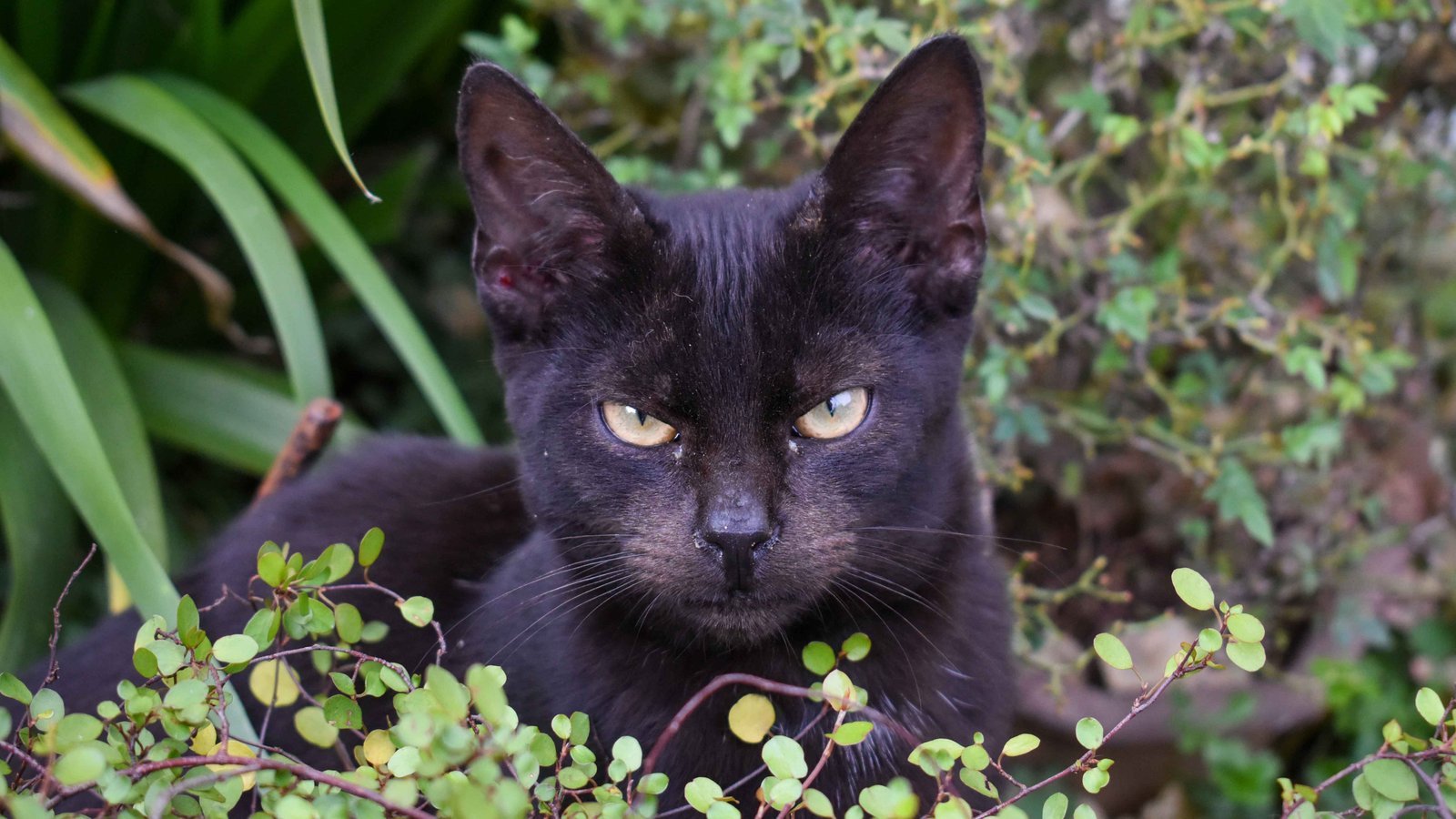Preguntas frecuentes sobre comportamientos en gatos
