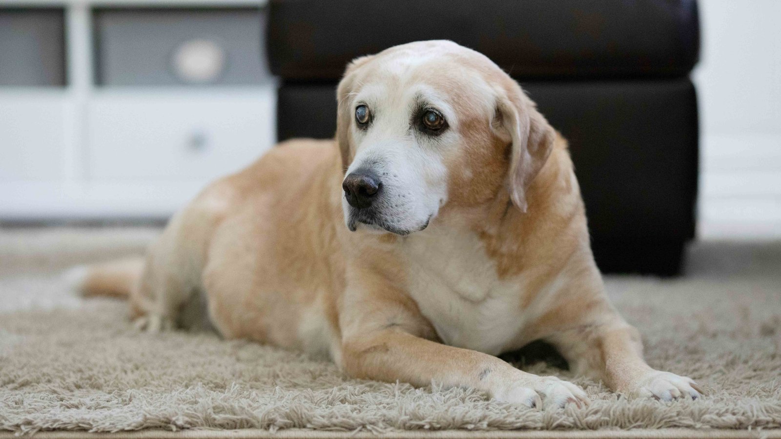 Preguntas frecuentes sobre perros senior