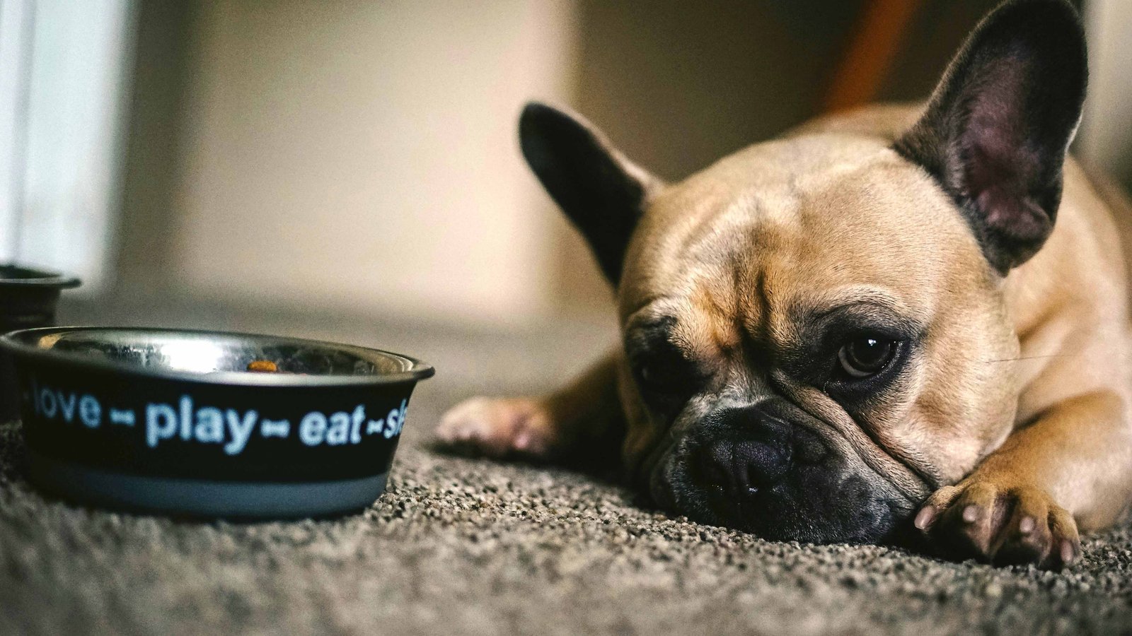 ¿Problemas de conducta en tu perro? La solución puede estar en su comida