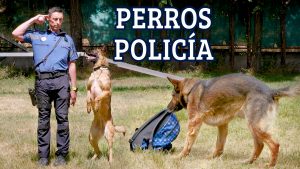 Perros policía entrenamiento municipal madrid