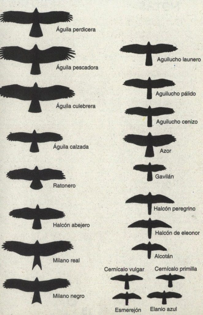 Cómo identificar algunas aves rapaces en vuelo Formación Animal — free download